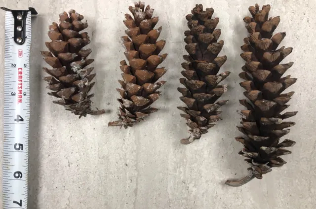 100 conos de pino - pino blanco oriental - tamaños surtidos - a granel