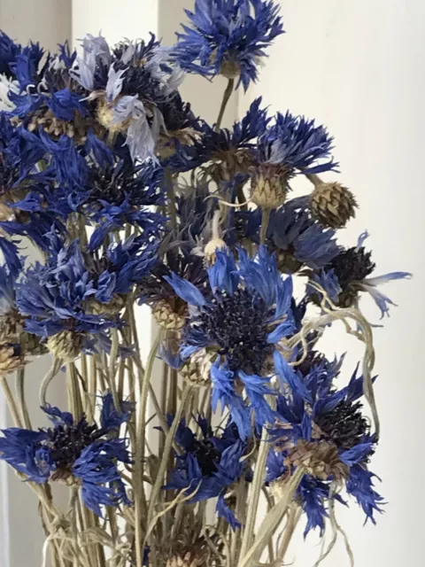 Dried flowers blue cornflowers bunch (Wedding, birthdays, house decor)