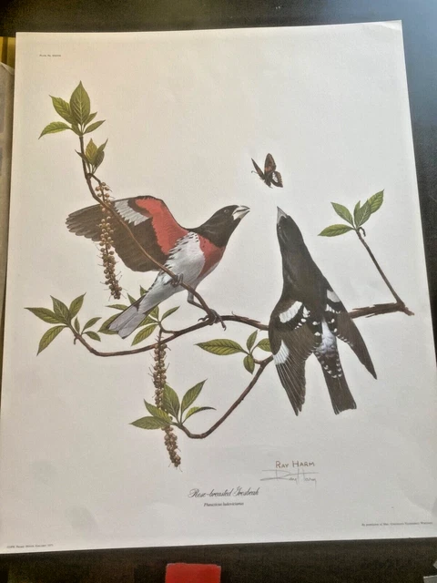 Large RAY HARM Lithograph ROSE-Breasted Grosbeak/Signed w/Folder - Large RAY HARM Lithograph ROSE-Breasted Grosbeak/Signed w/Folder -