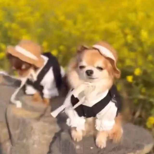 Hermoso tocado para perro de ala ancha de paja gato sombrero sol gorra accesorios para mascotas