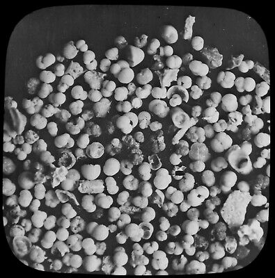FORAMINIFERA MEASURED AT 1850 FATHOMS 1894 MICROSCOPE PHOTO Magic Lantern Slide