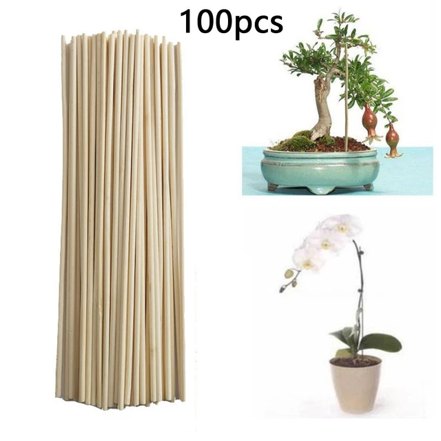 Kit polyvalent et pratique 100 piquets de bambou pour soutien aux plantes de jar