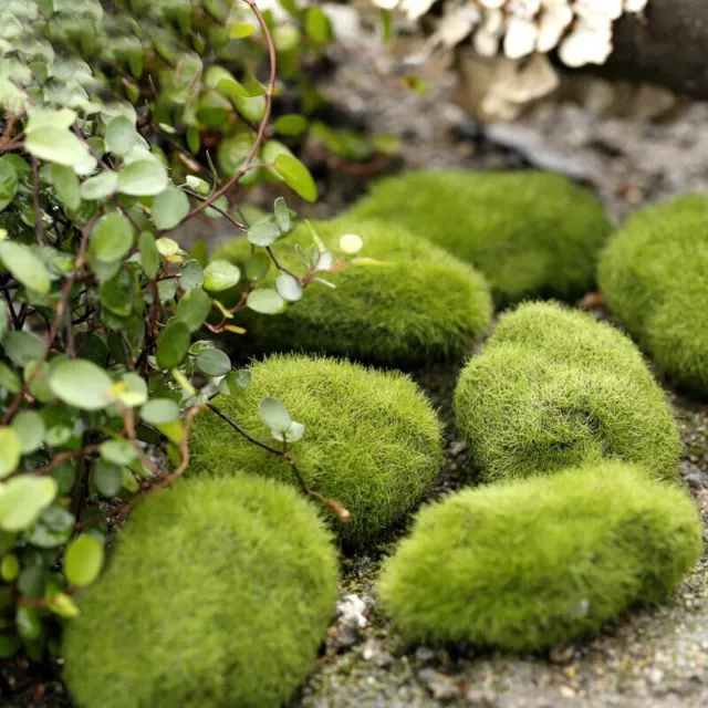 Miniature 1pc Stone Moss Garden Craft Fairy Bonsai Plant Decor Marimo Stone