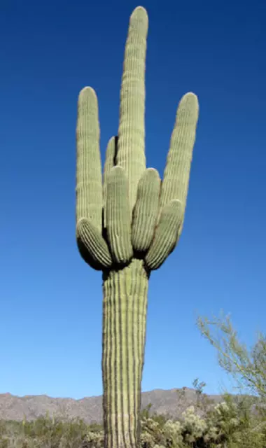 SAGUARO cactus GIGANTE carnegiea gigantea  25  semillas - seeds