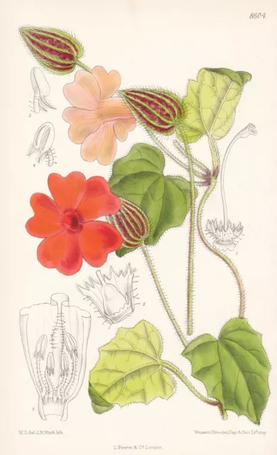 Thunbergia gibsonii Africa Blume Botanik flower botany Lithographie Curtis 8604