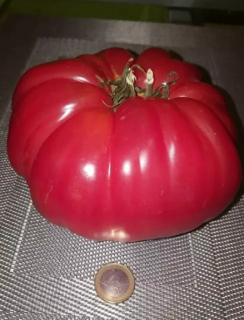 Tomate gigante rosa 30 semillas - seeds  frescas , huerto jardín