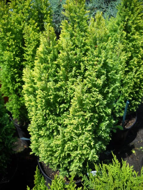Chamaecyparis Lawsoniana Ellwood's Gold Evergreen Conifer Plant 9cm & 17cm Pot