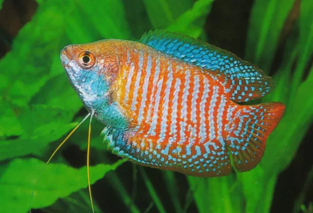 🔥 Neon Dwarf Gourami - Peaceful Fresh Water Aquarium Live Fish