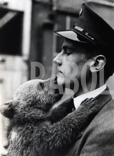 Photo Presse Vintage – Ours En Liberté Au Parc De Thoiry, 1971, Tirage Original