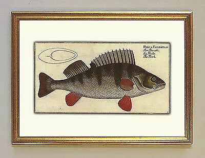 Fisch Barsch Percidae Fluss Kaul Zander Strebe Rückenflosse BBB 4 c Goldrahmen