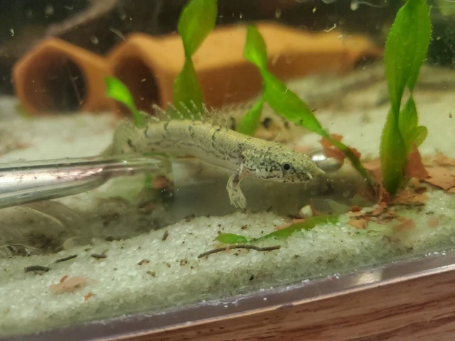 Delhezi/Armoured Bichir- Polypterus 6 inches long