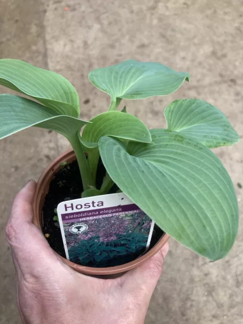 2 x Giant Blue Hosta sieboldiana var. 'Elegans' (Bare Root) Free UK Postage