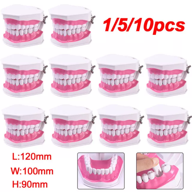 1-10Pcs Dental 2 Times Large Tooth Model Removable Teeth Typodont w/ Toothbrush