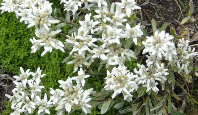 EDELWEISS flor alpina preciosa ( Leontopodium alpinum ) 200 Semillas Seeds