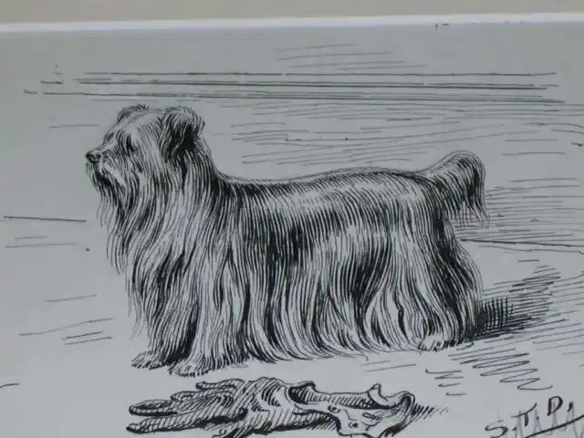 Original 1895 Antique Yorkshire Terrier Dog Pen & Ink Drawing By S.t. Dadd