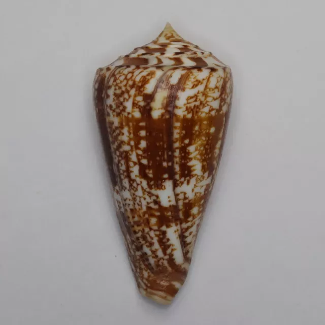 Conus Amadis 79,8 mm MS1693 Muscheln Muscheln