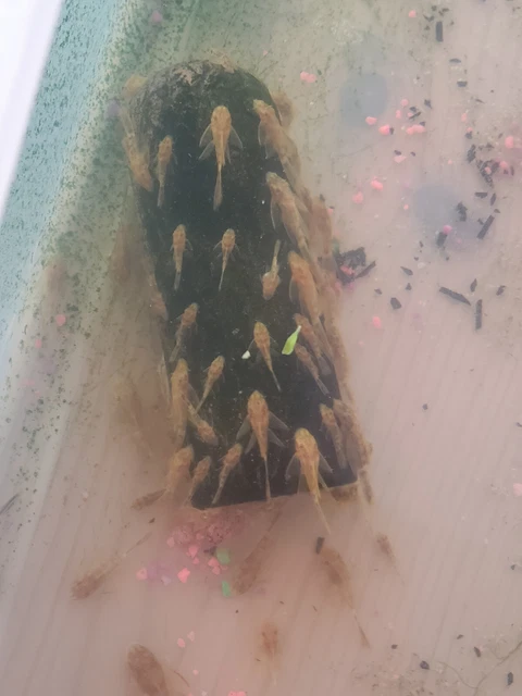 2 Super Red Calico Longfin Bristlenose Pleco (~2 - 3") Bushynose Ancistrus 10
