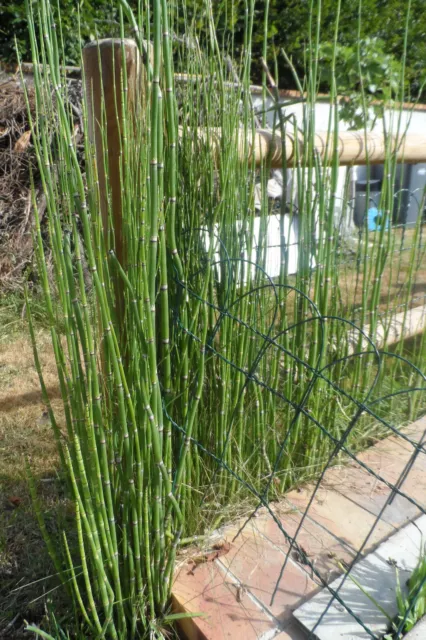 Plant Prêle du JAPON Equisetum ( X 10) aquatique bassin étang bordure rive pot