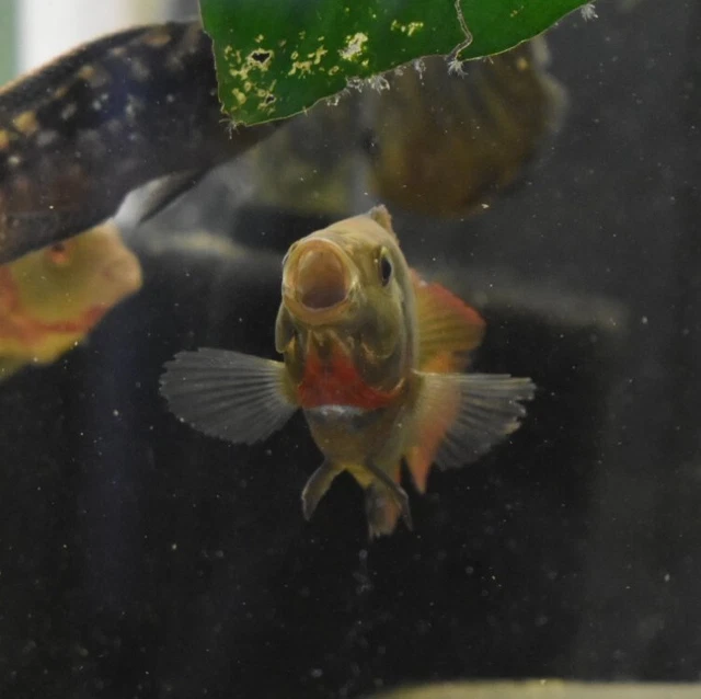 Live Trimac Cichlid (5-6" Rare Tropical Freshwater Aquarium Fish) PLS READ DESC 2