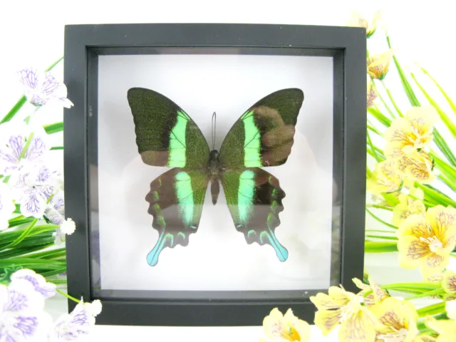 Majestic Green - beau papillon réel, conservé dans la vitrine 3D - qualité musée