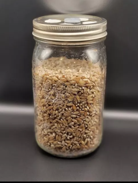 Sterilized Rye Grain (Rye Berry) Mushroom Substrate Growing jars,  1pint