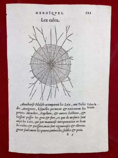 Araignée 1557 Spider Rare Toile d’araignée Arachnides Arachnologie Herpétologie 2