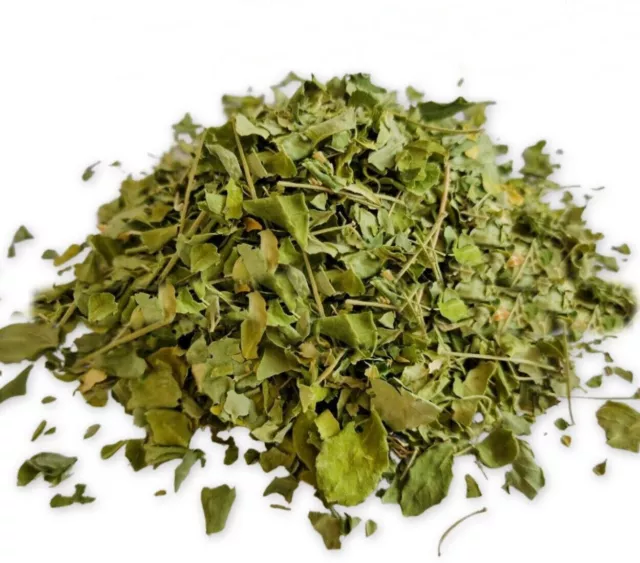 Té de hierbas de hoja de Moringa - para inmunidad, Moringa oleifera