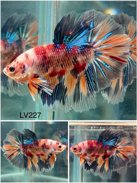 Male Betta Live Fish Halfmoon Koi Candy Galaxy - LV227 - High Quality