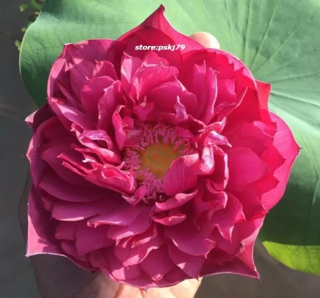 Semillas de loto rojo Nelumbo nucifera, planta acuática rara lirio 3 semillas