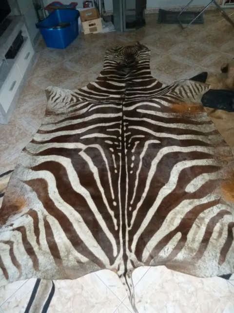 Zebrafell Afrika echt Zebra Fell schön groß Fellvorleger