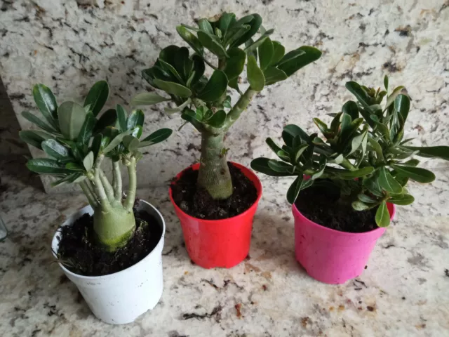 Adenium Obesum Plante Avec Racine de Graines Rose Du Désert Rouge Rose Et Blanc