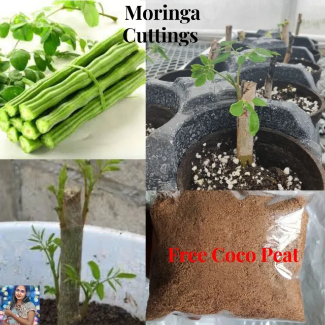 Fresh Moringa Cuttings Organic Oleifera Tree Of Life New Fast Grow Natural Plant