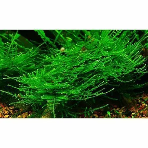 Christmas Moss Vesicularia Montagnei Aquarium Plants Moss BUY 2 GET 1 FREE ✅