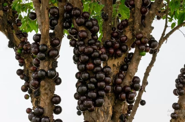 Tree Jaboticaba Sabara Grafted Fresh Seeds Ship By DHL Express