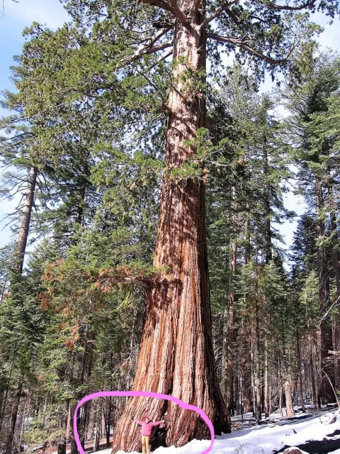 40 GIANT SEQUOIA Sequoiadendron Giganteum Sierra Redwood Tree Seeds * Flat Ship