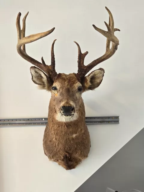 mounted deer heads for sale