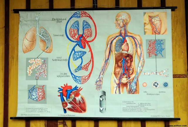 Schulwandkarte Hagemann Anatomie vintage Poster Atmung Blutkreislauf Wartezimmer