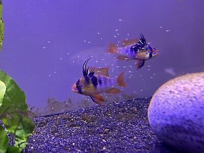 4 German Blue Ram Cichlids Live Tropical Freshwater Fish