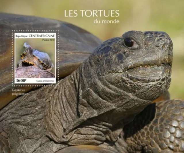 Central Africa - 2019 Turtles - Briefmarke Souvenir Blatt - CA190205b