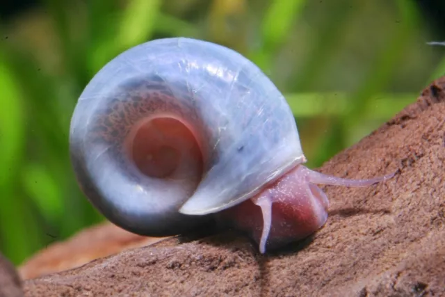 Mix de 20 Escargots Planorbe, plus 5 gratuit