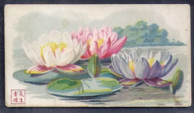 American Cigarette Co. (China)-Flowers-#31- Scarce Card!!!