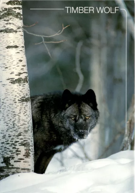 Timber Wolf, Grey Wolf, wild dogs, largest, 175 pounds, 6 feet, colors, Postcard