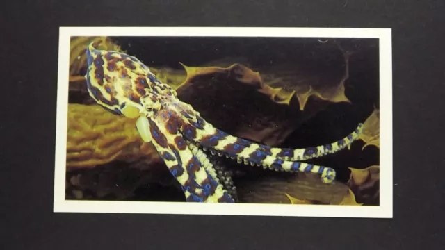 1 x Grandee Cigar card Living Ocean - Southern Blue-Ringed Octopus ± No 10 ≠ Q34