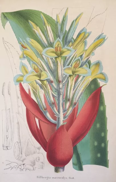 Billbergia Macrocalyx Edouard Morren Bromeliad Fat Plants Cactus 1860