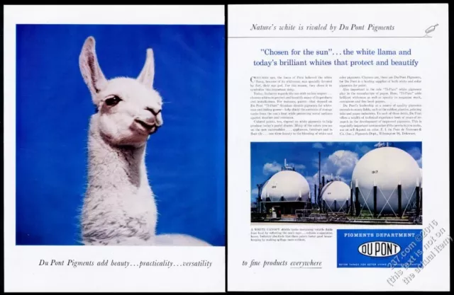 1957 llama photo Du Pont pigments vintage print ad