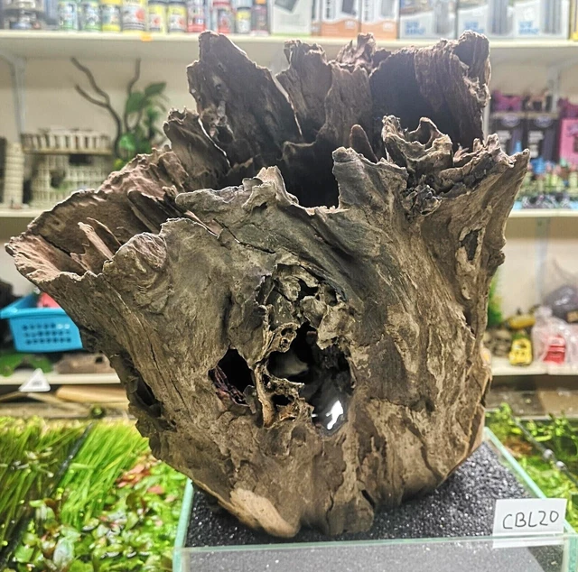 LARGE CORBO ROOT AQUARIUM Vivarium AQUASCAPING like mopani bogwood £32.