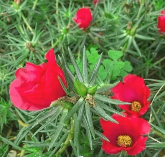 1000 Semi Portulaca Grandiflora Moss rose Pourpier à grandes fleurs seeds