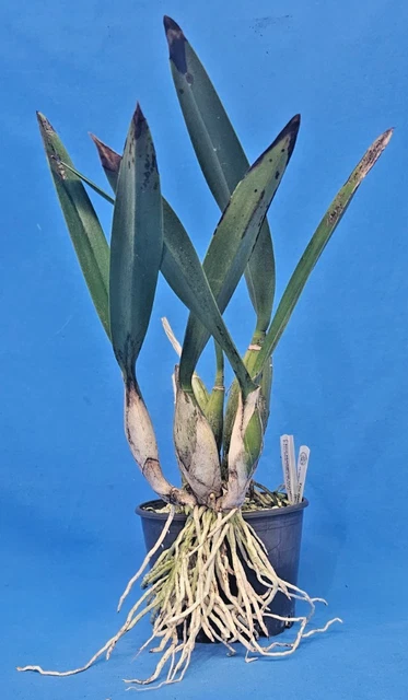 THG ORCHID LAELIA gouldiana 'Select' x 'Purple Haze' a Div Est in