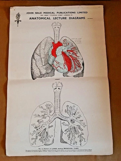 ANTIQUE JOHN BALE Medical Publications Anatomical Lecture Diagram C