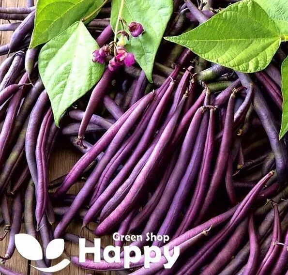 Vegetable Seeds Dwarf French Bean - Purple Queen - 80 Seeds - Purple Bean